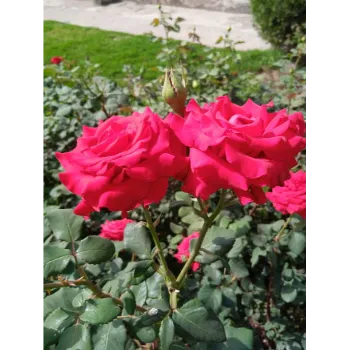 Red Rose Plant
